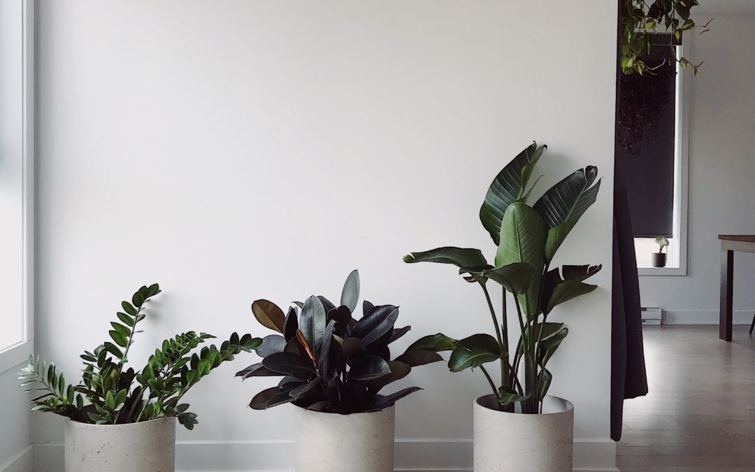Plus de nature dans ce 50m²